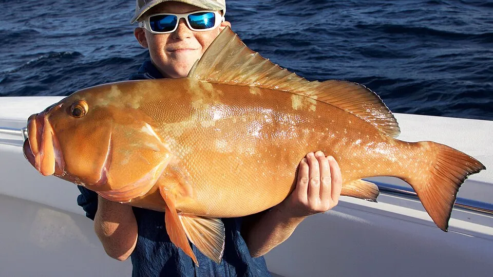 Grouper caught fishing in Orange Beach Alabama