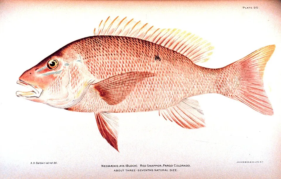 Red Snapper caught fishing in Orange Beach Alabama
